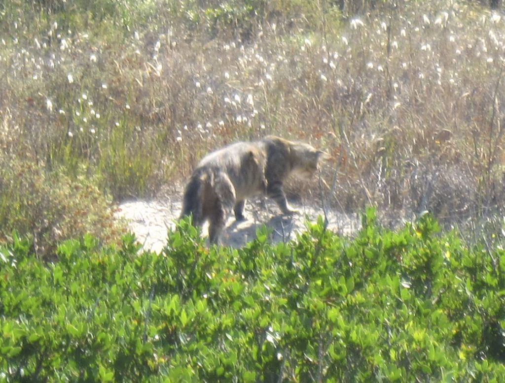 Gatto selvatico nella pineta di Arborea?